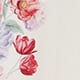 Royal Aster