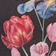 Royal Aster