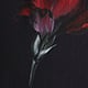 Botanical Blooms