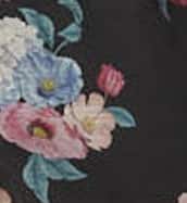 Royal Aster